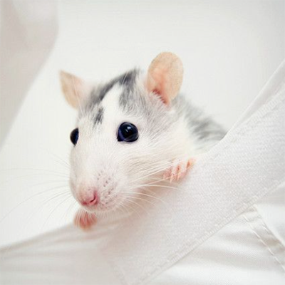 A white rat looking down